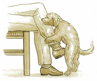 Rééducation comportementale canine à domicile - le chevauchement